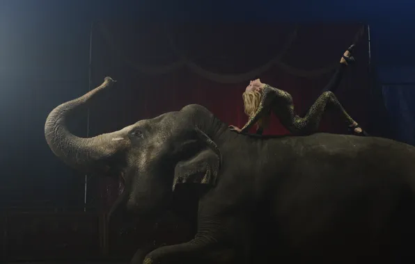 Elephant, circus, arena, gymnast