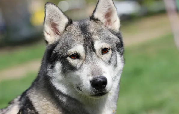 Background, each, dog, husky