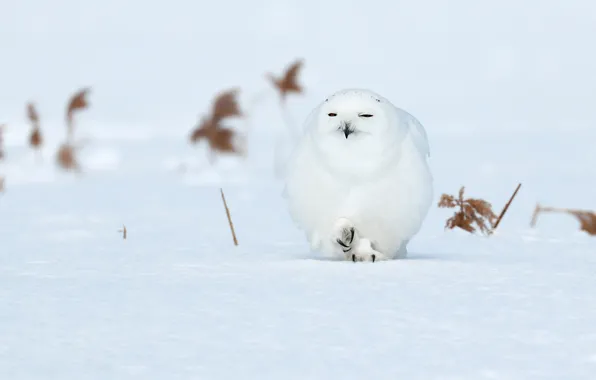 Picture winter, field, white, snow, owl, bird, claws, polar