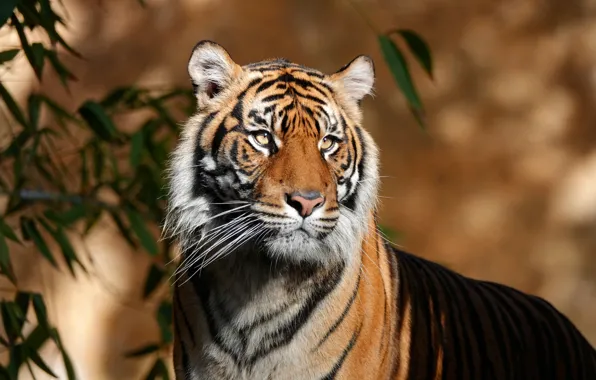 Picture look, face, leaves, light, tiger, background, portrait, handsome