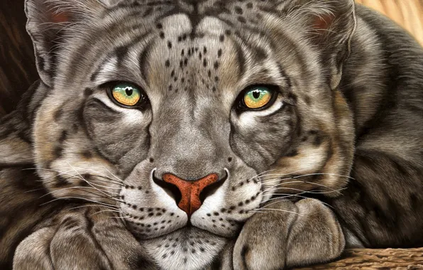 Picture look, face, animal, IRBIS, snow leopard