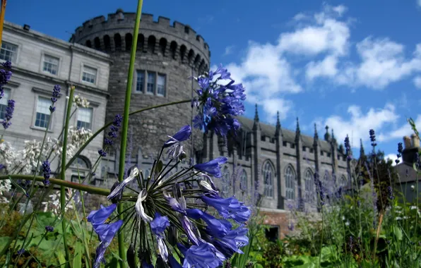 Picture flowers, castle, garden, Garden, Canon SD880, Dublin Castle