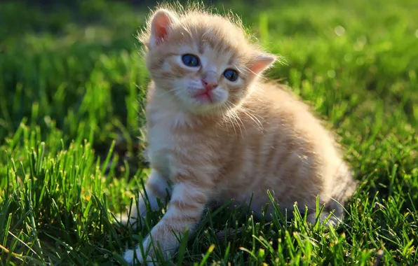 Picture grass, lawn, fluffy, red, kitty