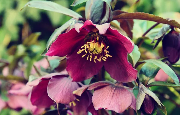 Flowers, background, hellebore, bright color, Helleborus