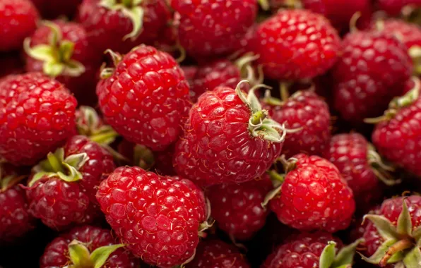 Picture berries, raspberry, a lot