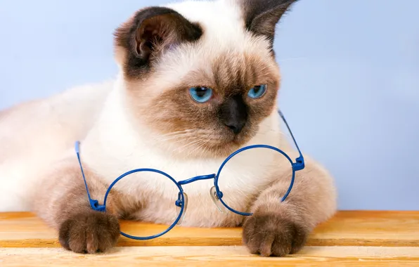 Cat, look, pose, kitty, Board, portrait, legs, glasses