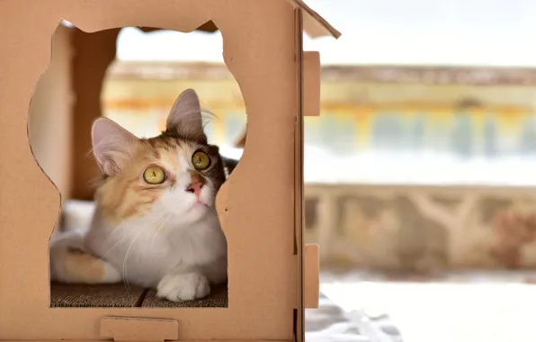 Cat, look, background