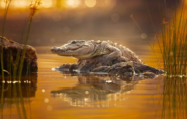 Picture crocodile, crocodile, Milan Zygmunt