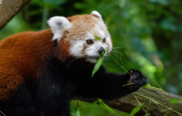 Greens, face, leaves, pose, background, tree, paw, red Panda