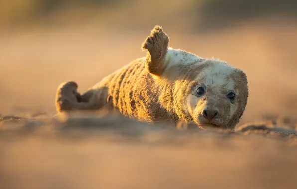 Look, pose, shore, seal, baby, face, Navy seal, cub