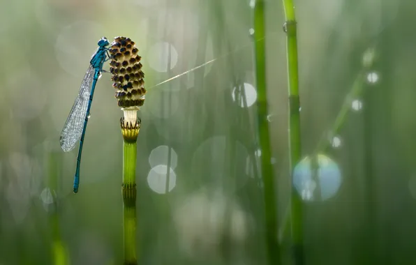 Picture drops, macro, background, plant, dragonfly, bokeh, Wallpaper from lolita777