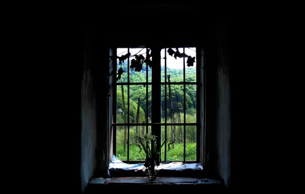 Forest, window, black background