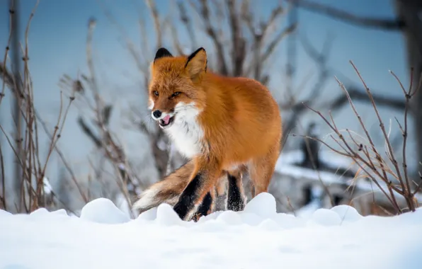 Picture winter, snow, nature, animal, Fox, the bushes, Fox