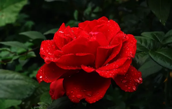 Picture leaves, drops, flowers, red, green, the dark background, background, one
