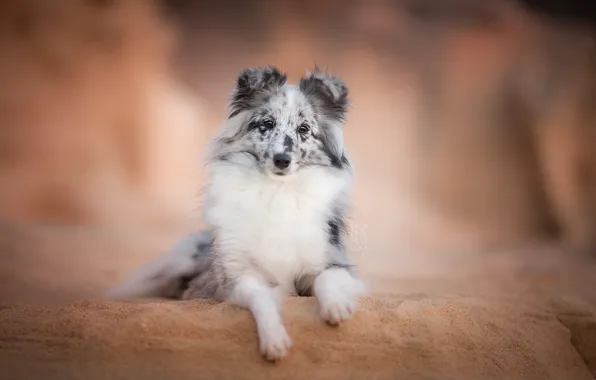 Look, each, dog, sheltie, Shetland Sheepdog