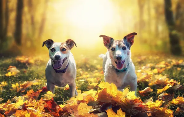 Picture autumn, Park, two, dog, pair