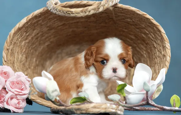 Picture flowers, background, roses, dog, puppy, basket, Magnolia, Cavalier-king-Charles-Spaniel