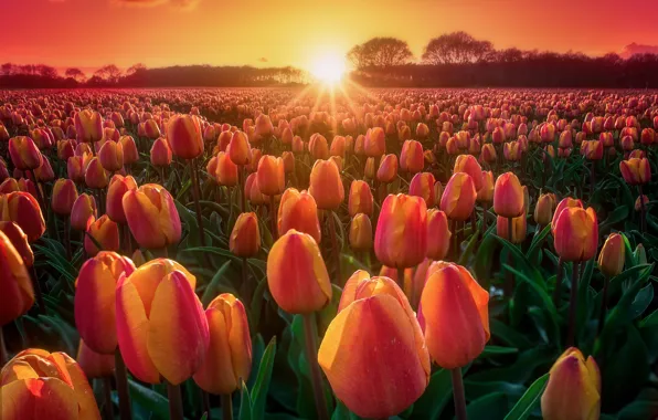 Picture field, sunset, nature, tulips, buds