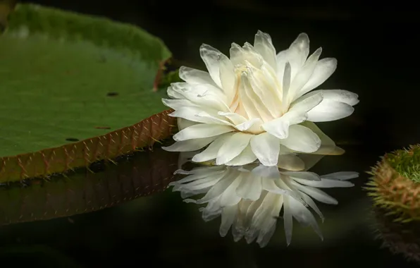 Flower, leaves, water, nature, lake, pond, the dark background, Lily