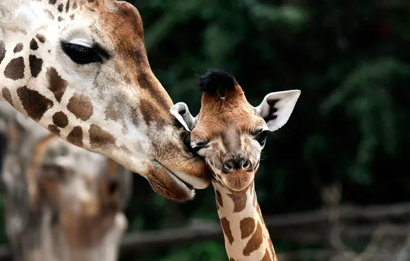 Picture giraffe, cub, Giraffa camelopardalis