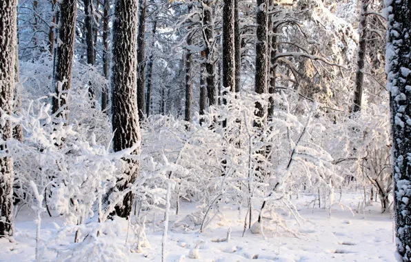 Picture winter, forest, light, trees, day, the snow, the bushes