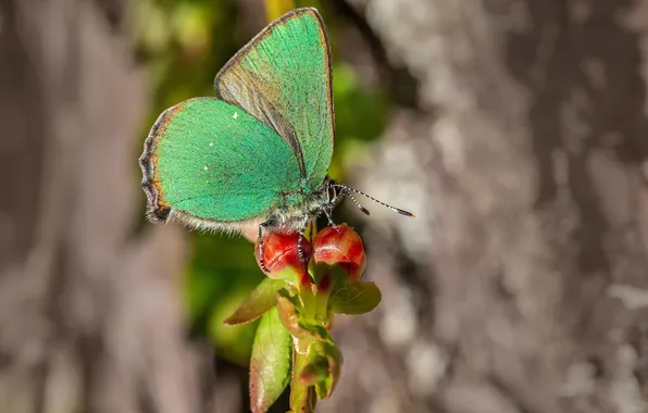 Leaves, microsemi, wings, Butterfly, insect, beautiful, flowering, closeup