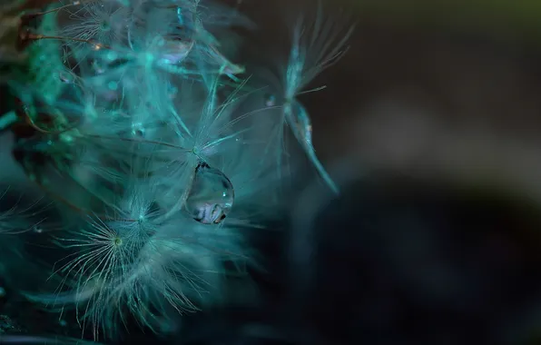 Picture drops, nature, Rosa, blade of grass
