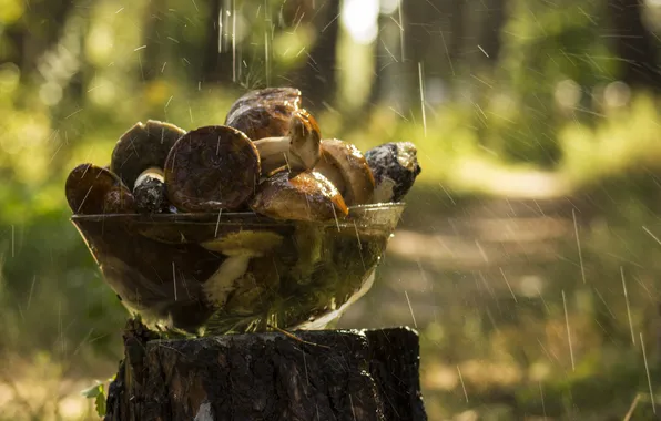 Glass, water, drops, background, rain, Wallpaper, mushrooms, plate