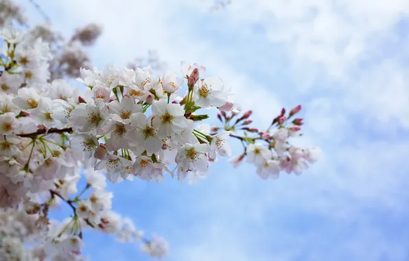 Picture the sky, petals, Sakura, flowering