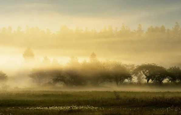Picture landscape, nature, fog, morning