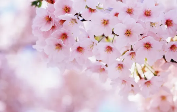 Flowers, cherry, pink, branch, petals, blur