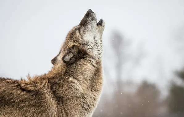 Face, pose, grey, wolf, predator, profile, fur, howl