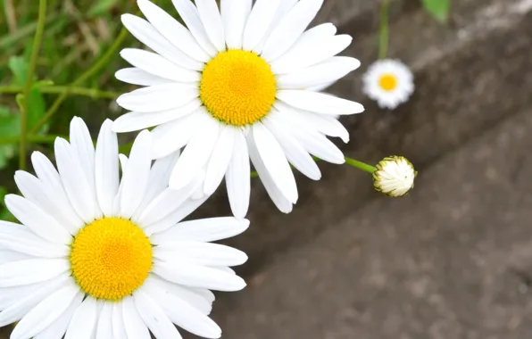 Picture white, flowers, background, Wallpaper, chamomile, blur, petals, Daisy