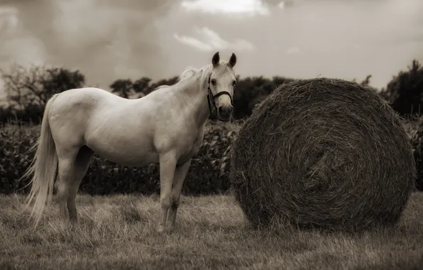 Field, white, the sky, look, clouds, horse, horse, Sepia