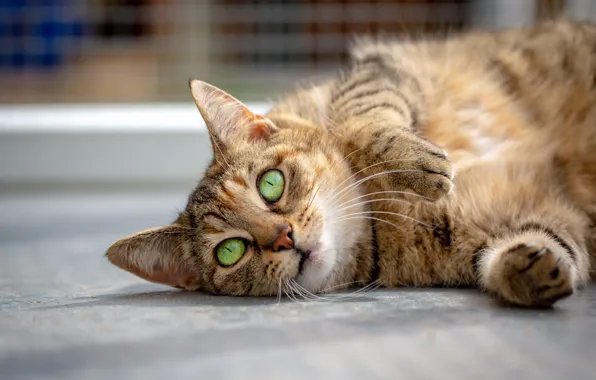 Cat, cat, look, face, pose, background, portrait, paws