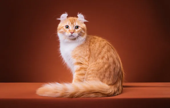 Cat, cat, look, pose, kitty, fluffy, red, muzzle