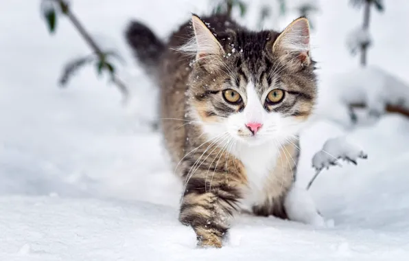 Winter, look, snow, nature, Cat, muzzle, fluffy