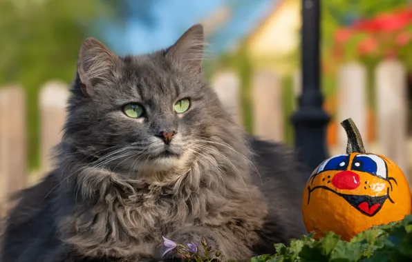 Picture cat, cat, grey, pumpkin, Halloween, faces