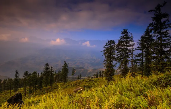 Picture forest, summer, grass, clouds, trees, landscape, mountains, nature