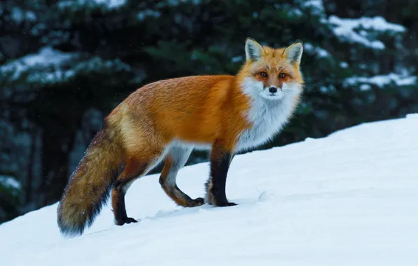 Winter, snow, Fox, red, Fox