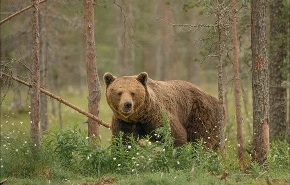 Picture forest, summer, look, face, flowers, nature, pose, bear