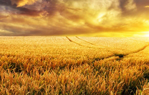 Picture Sunset, Nature, Clouds, Field, Dawn, Ear