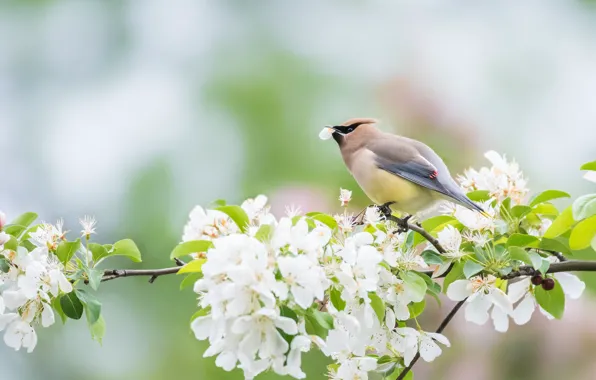 Picture flowers, branches, cherry, bird, spring, petals, white, flowering