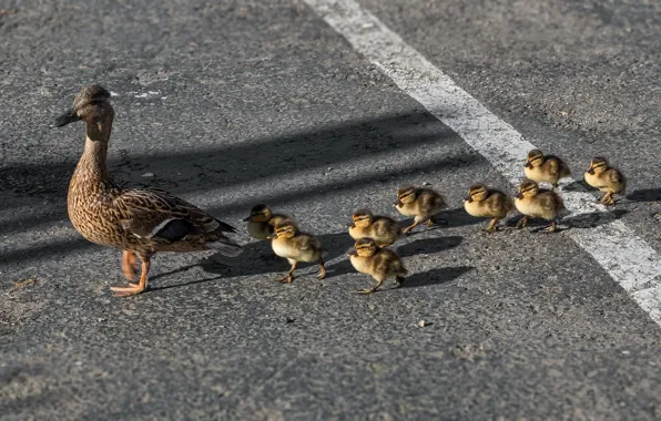 Picture road, bird, duck, family