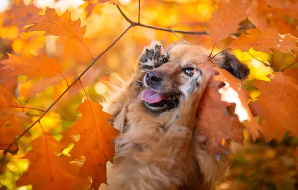 Autumn, language, look, nature, pose, foliage, legs, dog