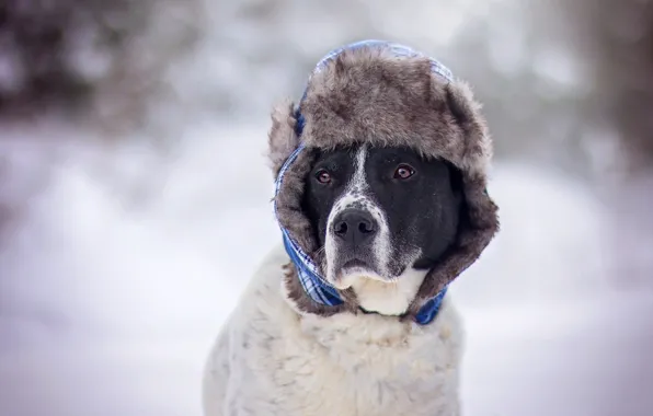 Picture each, dog, hat