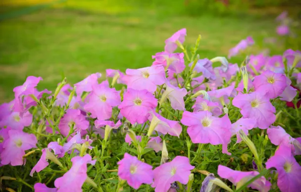 Summer, flowers, Bush, garden, pink, flowerbed, green background, Petunia