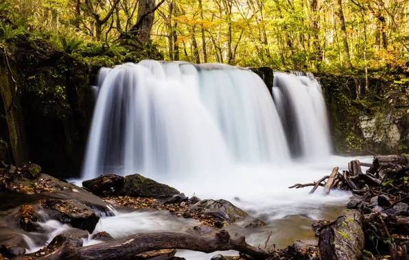 Autumn, forest, leaves, water, landscape, branches, nature, stones