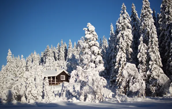 Winter, forest, the sky, light, snow, comfort, house, blue