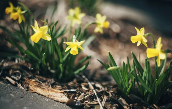 Flowers, yellow, petals, daffodils